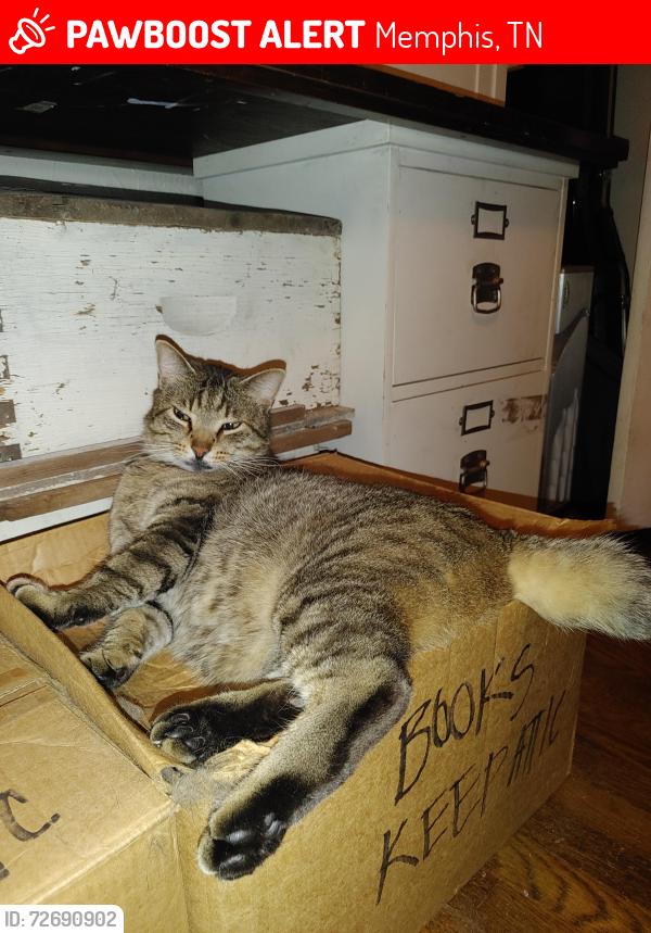 Lost Male Cat last seen Roland and York, Memphis, TN 38104
