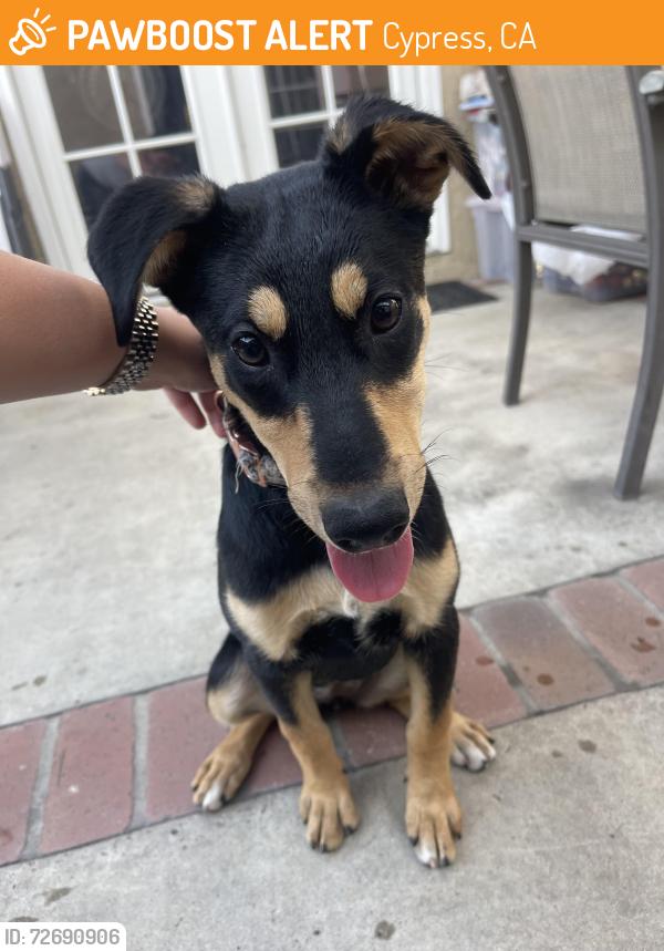 Found/Stray Female Dog last seen Moody and licoln, Cypress, CA 90630