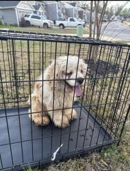 Reunited Male Dog last seen Shiloh farm neighborhood , Lyman, SC 29365