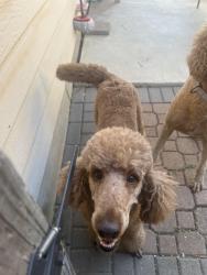Found/Stray Female Dog last seen Desert willow, San Antonio, TX 78227