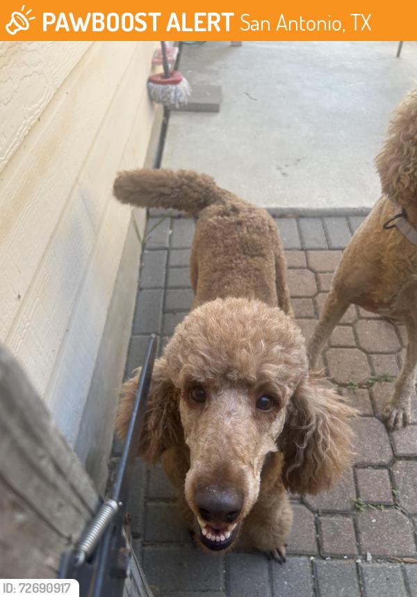 Found/Stray Female Dog last seen Desert willow, San Antonio, TX 78227