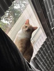 Lost Male Cat last seen Near Generation Dr, Raleigh, NC 27612