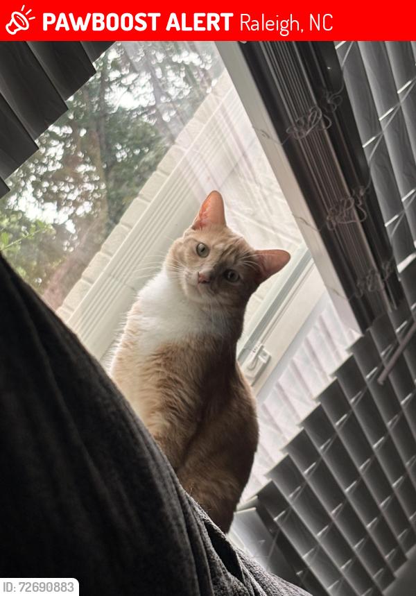 Lost Male Cat last seen Near Generation Dr, Raleigh, NC 27612