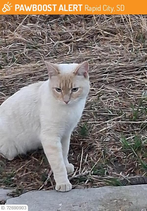 Found/Stray Male Cat last seen Annamossa and W Blv Nrth, Rapid City, SD 57702