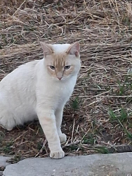 Found/Stray Male Cat last seen Annamossa and W Blv Nrth, Rapid City, SD 57702