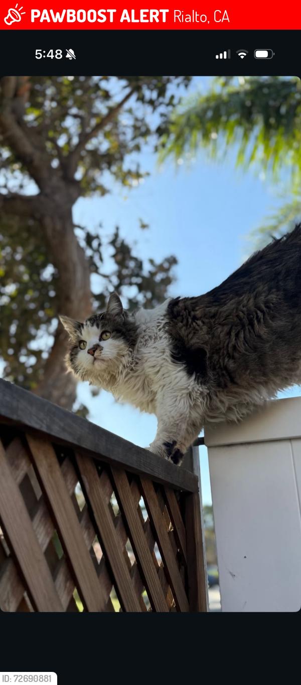 Lost Male Cat last seen N Ashford ave and w Via Bello D, Rialto, CA 92377