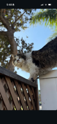 Lost Male Cat last seen N Ashford ave and w Via Bello D, Rialto, CA 92377