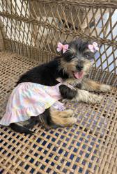 Lost Male Dog last seen Near sw 96th ave , Miami, FL 33165
