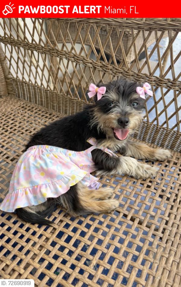 Lost Male Dog last seen Near sw 96th ave , Miami, FL 33165