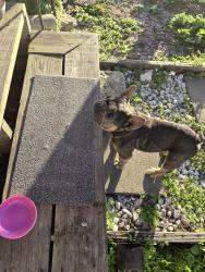 Found/Stray Male Dog last seen Lawnview and Sunset , Corpus Christi, TX 78404