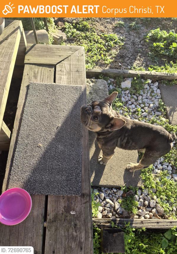 Found/Stray Male Dog last seen Lawnview and Sunset , Corpus Christi, TX 78404
