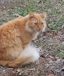 Lost Male Cat last seen Spring creek dr and county line rd, Lakeland, FL 33811