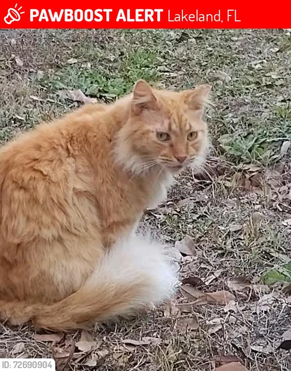 Lost Male Cat last seen Spring creek dr and county line rd, Lakeland, FL 33811
