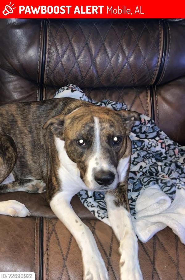Lost Male Dog last seen chapel creek subdivision mobile al, Mobile, AL 36695
