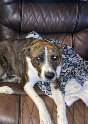 Lost Male Dog last seen chapel creek subdivision mobile al, Mobile, AL 36695