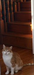 Lost Female Cat last seen Near Candlewood Path dixhill , Dix Hills, NY 11746