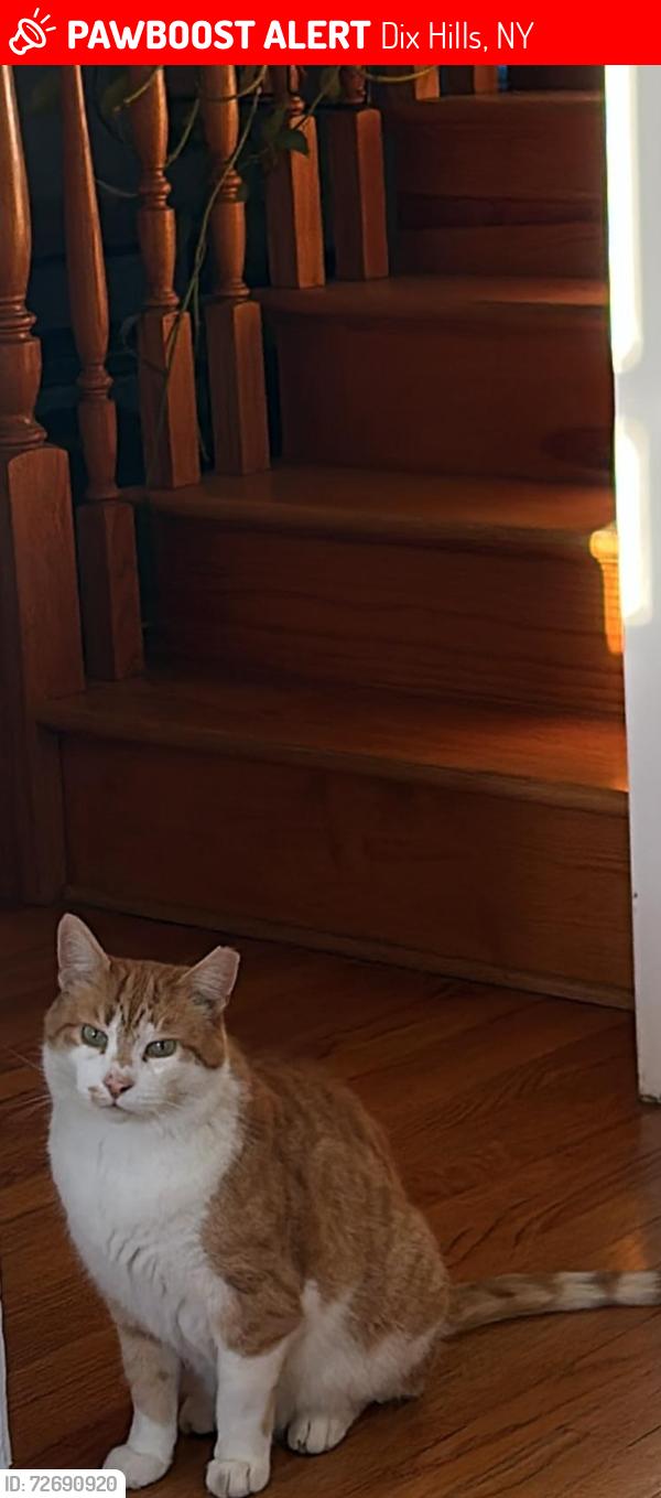Lost Female Cat last seen Near Candlewood Path dixhill , Dix Hills, NY 11746