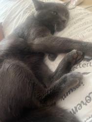Lost Male Cat last seen steinway dr near the highschool, Reynoldsburg, OH 43068