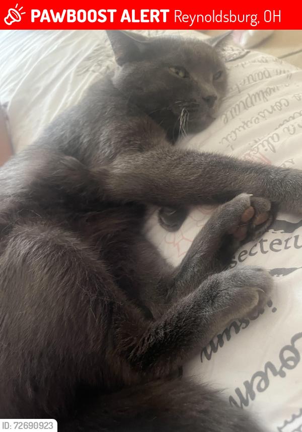 Lost Male Cat last seen steinway dr near the highschool, Reynoldsburg, OH 43068