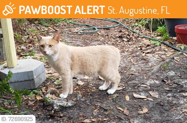Found/Stray Male Cat last seen Near SR16, St. Augustine, FL 32084