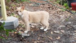 Found/Stray Male Cat last seen Near SR16, St. Augustine, FL 32084