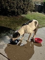 Found/Stray Female Dog last seen Drexel apmts , Oklahoma City, OK 73159