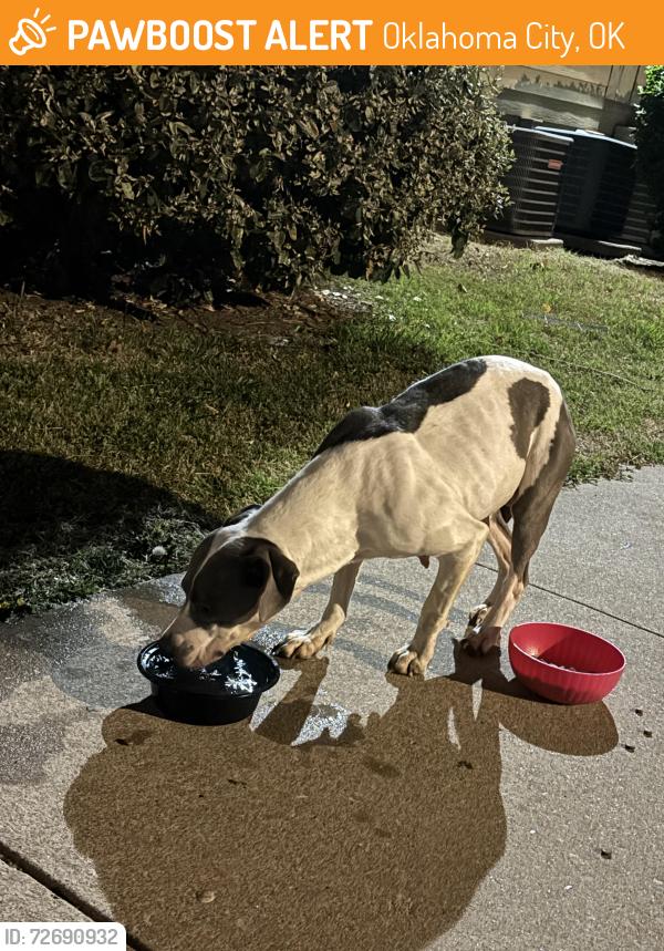 Found/Stray Female Dog last seen Drexel apmts , Oklahoma City, OK 73159
