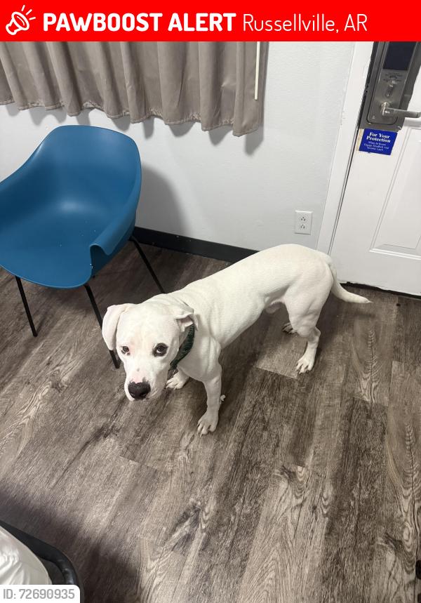 Lost Male Dog last seen College in russlevile, Russellville, AR 72801