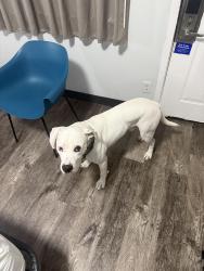 Lost Male Dog last seen College in russlevile, Russellville, AR 72801