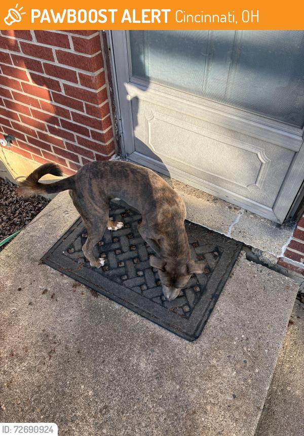 Found/Stray Male Dog last seen Colerain , Cincinnati, OH 45239