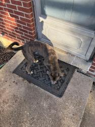 Found/Stray Male Dog last seen Colerain , Cincinnati, OH 45239