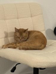 Lost Male Cat last seen Little blue Herron street , Harris County, TX 77532