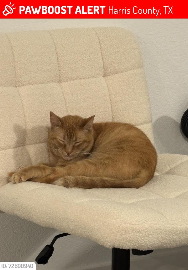 Lost Male Cat last seen Little blue Herron street , Harris County, TX 77532