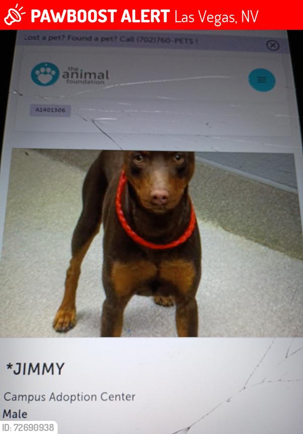 Found/Stray Male Dog last seen 11th and Clark , Las Vegas, NV 89101