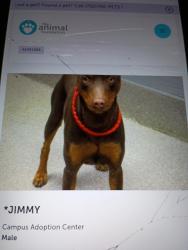 Found/Stray Male Dog last seen 11th and Clark , Las Vegas, NV 89101