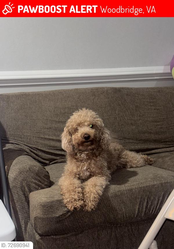 Lost Male Dog last seen Woodbridge , Woodbridge, VA 22193