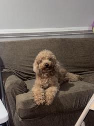 Lost Male Dog last seen Woodbridge , Woodbridge, VA 22193