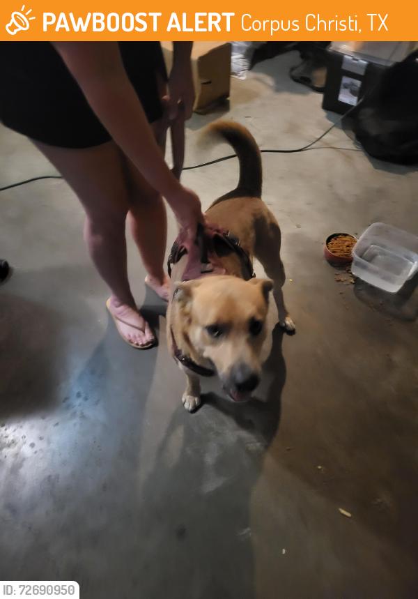 Found/Stray Male Dog last seen Rivergate and Lipes, Corpus Christi, TX 78413