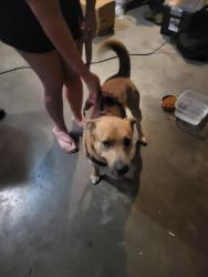 Found/Stray Male Dog last seen Rivergate and Lipes, Corpus Christi, TX 78413