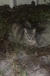 Found/Stray Unknown Cat last seen Heathrow park lane and Business center drive, Lake Mary, FL 32746