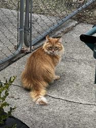 Lost Male Cat last seen Oakshire & Cambridge , Berkley, MI 48072