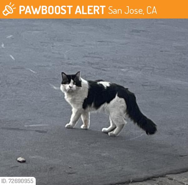Found/Stray Unknown Cat last seen Elliot street, San Jose, CA 95128