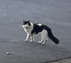 Found/Stray Unknown Cat last seen Elliot street, San Jose, CA 95128