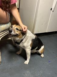 Found/Stray Female Dog last seen Lave ave and ulmerton, Largo, FL 33771
