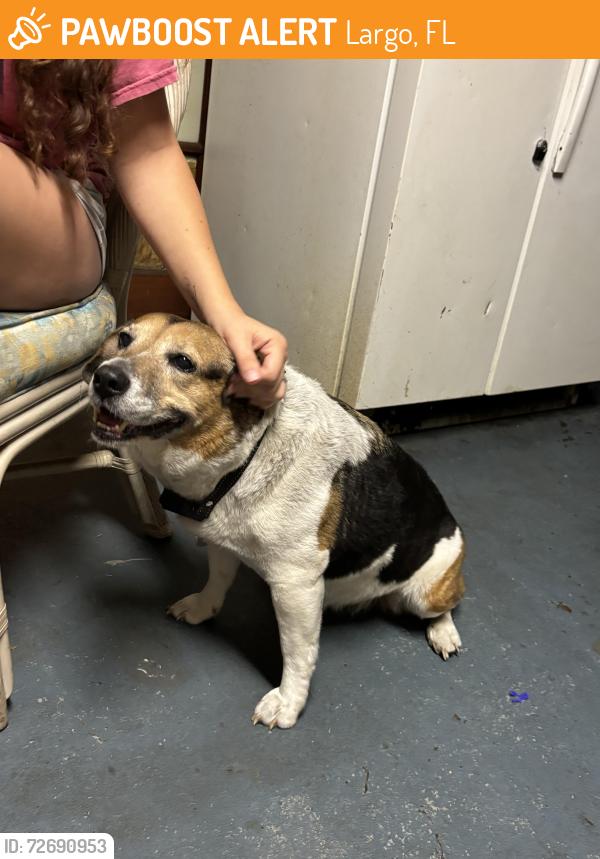 Found/Stray Female Dog last seen Lave ave and ulmerton, Largo, FL 33771