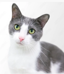 Lost Female Cat last seen Near Prairie AveMiami Beach 33140, Miami Beach, FL 33140