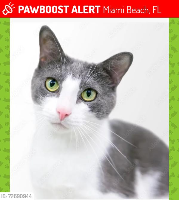 Lost Female Cat last seen Near Prairie AveMiami Beach 33140, Miami Beach, FL 33140