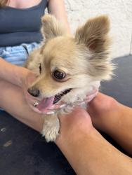 Lost Female Dog last seen Playa bar, Scottsdale, AZ 85257