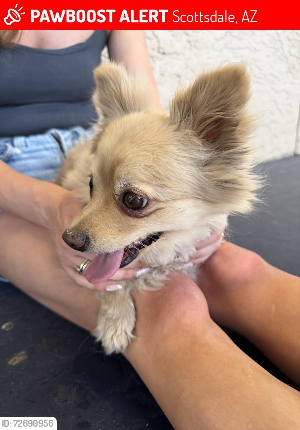 Lost Female Dog last seen Playa bar, Scottsdale, AZ 85257