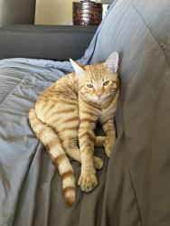 Found/Stray Male Cat last seen Decatur, Las Vegas, NV 89146